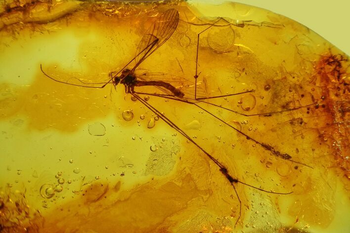 Detailed, Long-Legged Fossil Cranefly (Tipulidae) In Baltic Amber #135072